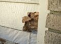 Top Signs You Need Siding Repair and How to Address Them